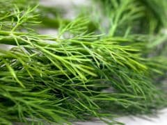 Dill: Why This Herb Needs to be on Your Grocery List Dill: Why This Herb Needs to be on Your Grocery List