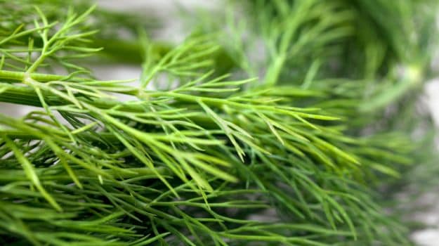 Dill: Why This Herb Needs to be on Your Grocery List