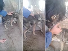 Heartbreaking Video Shows Abused Dog Being Petted for the First Time