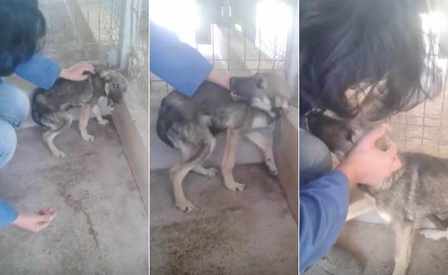 Heartbreaking Video Shows Abused Dog Being Petted for the First Time