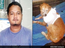 Man Arrested For Stabbing Dog After Animal Bit His Daughter Man Arrested For Stabbing Dog After Animal Bit His Daughter