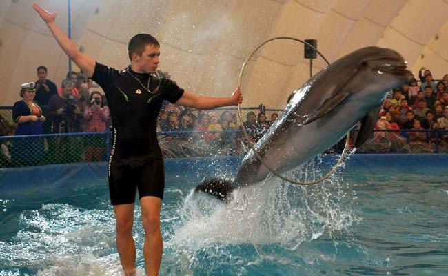Dolphin Circus Sparks Animal Cruelty Debate In Central Asia