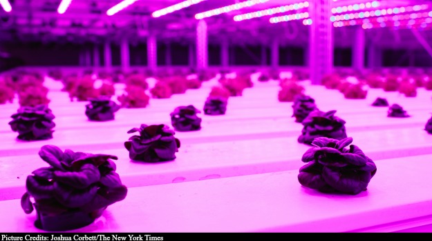 Growing Fresh Produce in a Mostly Frozen State