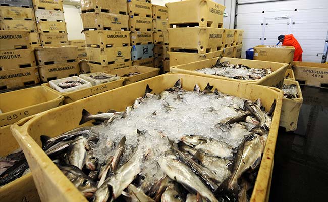 By 2050 There Will Be More Plastic Than Fish In The World's Oceans, Study Says