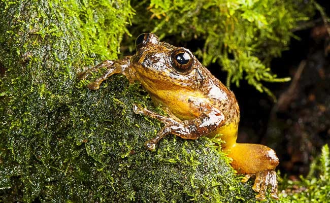 Scientists ID New Genus Of Tree Frogs Long Thought Extinct
