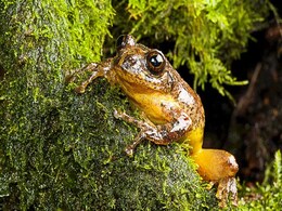 Scientists ID New Genus Of Tree Frogs Long Thought Extinct Scientists ID New Genus Of Tree Frogs Long Thought Extinct