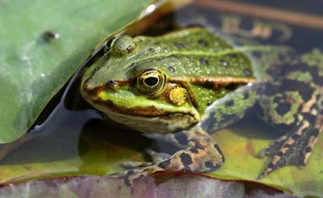 Many Species Of Frogs In Munnar Faces Extinction