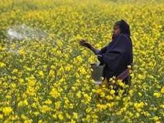 Yet To Take Policy Decision On GM Mustard Crop, Centre Tells Supreme Court