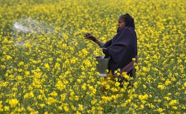 Yet To Take Policy Decision On GM Mustard Crop, Centre Tells Supreme Court