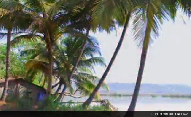 Goa's Humble Coconut Tree Strikes A Controversy