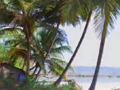 Goa's Humble Coconut Tree Strikes A Controversy