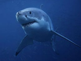 Second Suspected Shark Attack Death In Australia Second Suspected Shark Attack Death In Australia