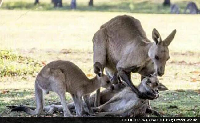 Photos Of 'Grieving' Kangaroo Actually Show Necrophilia (And Possibly A Killing)