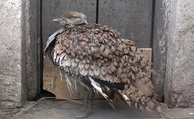 Pakistan Lifts Ban On Hunting Rare Bird After Government Protests