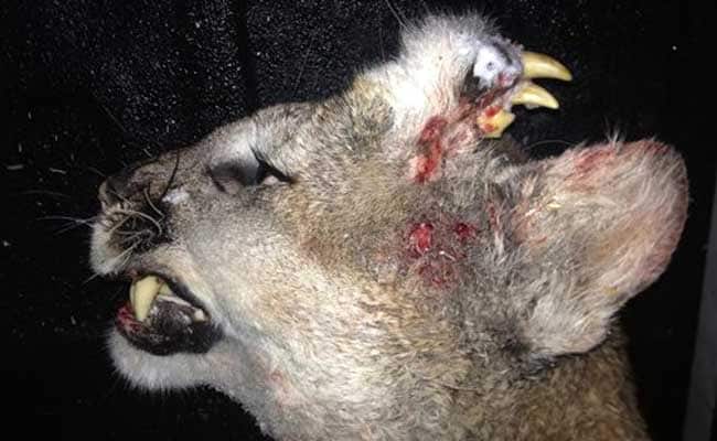 With Teeth Growing From Forehead, Mountain Lion Leaves Biologists Puzzled