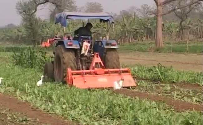 Poppy Fields Of Malda May Be Key To Mob Violence On January 3