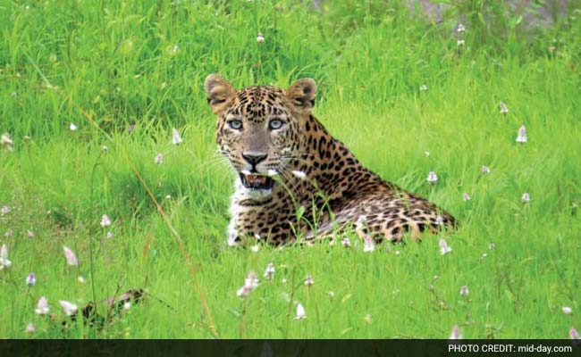 ...आता महाराष्ट्रातले बिबटेही चालले गुजरातला, कारण काय? ...आता महाराष्ट्रातले बिबटेही चालले गुजरातला, कारण काय?