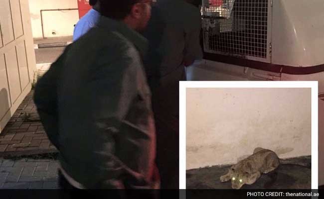 When Lioness, Kept In Dubai Home, Broke Loose In The Neighbourhood