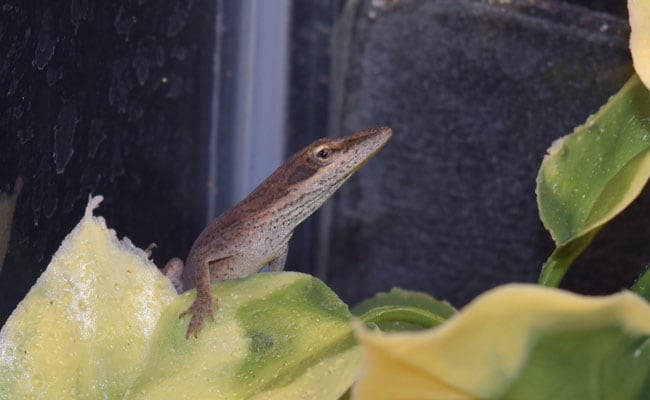 Lizard Lounging In Kindergarden Student's Salad Is Now Class Pet