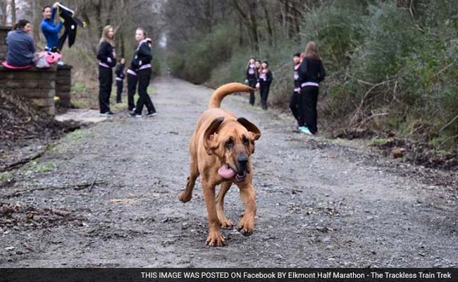 Dog On Pee Break Accidentally Finishes Seventh In US Half-Marathon