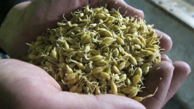 The Secret To Great Craft Beer? Its The Malt