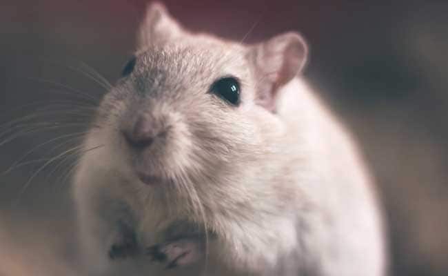 Scientists Identify 'Fear Switch' Neurons In Mice