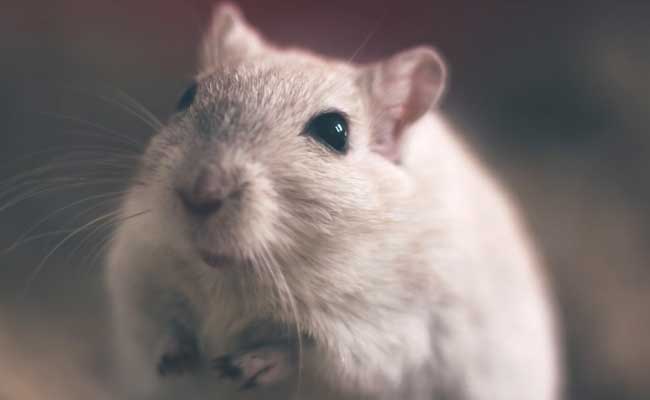Scientists Identify 'Fear Switch' Neurons In Mice
