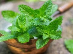 Mint For Skin: Top 5 Mint Face Packs To Fight Skin Problems In Summers