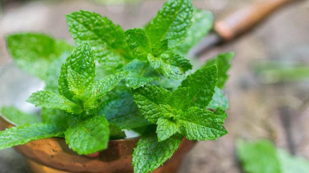 Sating an Unseasonable Appetite for a Hint of Mint