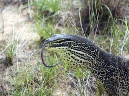 Australian Giant Monitor Lizards Trained To Avoid Eating Toxic Toads Australian Giant Monitor Lizards Trained To Avoid Eating Toxic Toads