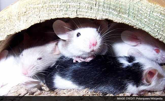 अब आतंकवाद के खिलाफ लड़ेंगे ये खास 'चूहे'