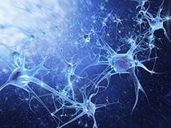Gut Neurons Help Immune System Curb Inflammation: Study