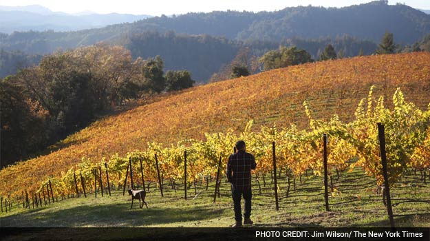 The California Cabernet Sauvignons You Never Knew