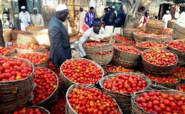 Image result for nigeria tomatoes