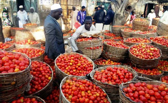 Tackling Poverty, Unemployment In Nigeria With Tomatoes