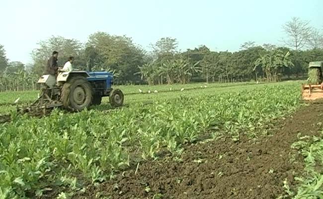 कालियाचक में कैसे पनपता रहा अफीम की खेती का मायाजाल, यानी नार्को-टैररिज़्म...?