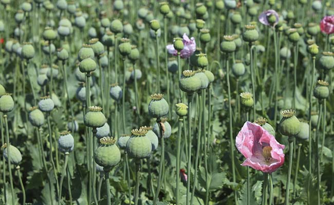 Myanmar Overtakes Afghanistan As World's Biggest Opium Producer: UN