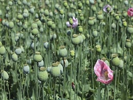 Myanmar Overtakes Afghanistan As World's Biggest Opium Producer: UN Myanmar Overtakes Afghanistan As World's Biggest Opium Producer: UN