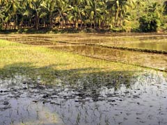 Unseasonal Rain, Hail Batter Standing Crops in Maharashtra, Madhya Pradesh