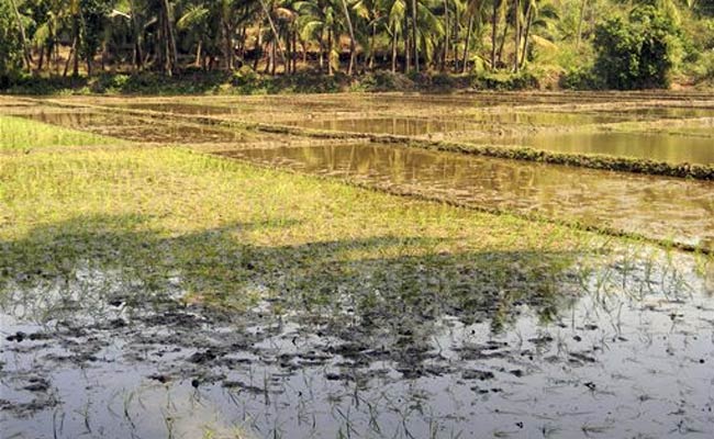 धान के नाम में बहुत कुछ रक्खा है...!!