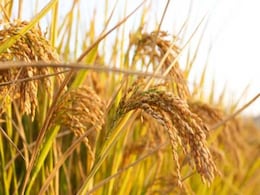Over Rs 5,300 Crore Paid To 1.8 Lakh Farmers In One Day: Punjab Government Over Rs 5,300 Crore Paid To 1.8 Lakh Farmers In One Day: Punjab Government