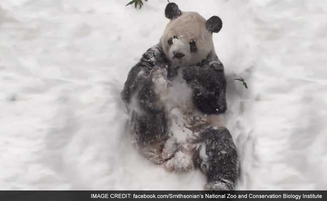 DC Is Quiet, But The Zoo's Panda Is Out Making Snow Angels