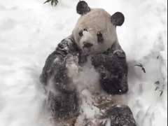 DC Is Quiet, But The Zoo's Panda Is Out Making Snow Angels