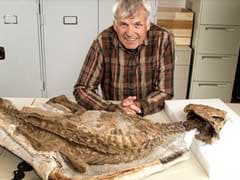 Rare Dinosaur Fossil Fills In Missing Pieces Of Evolution