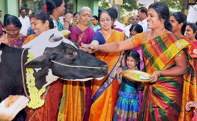 Pongal 2018: How People In Tamil Nadu Celebrate The Harvest Festival