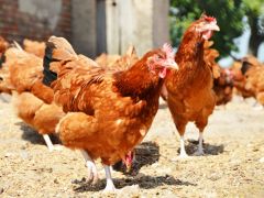 US Seeks Trade Sanctions In India Poultry Dispute, Says WTO