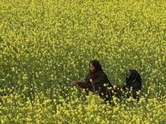 Rajasthan, India's Top Mustard Producing State, Sees Higher Output