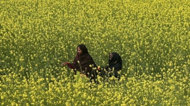 Rajasthan, India's Top Mustard Producing State, Sees Higher Output