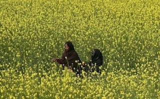 Rajasthan, India's Top Mustard Producing State, Sees Higher Output