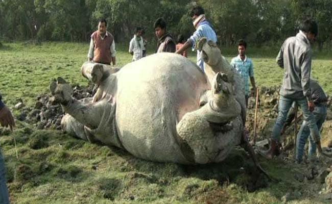 2016 Has Been Terrible For Kaziranga. 2 Rhinos Killed In Last 48 Hours.